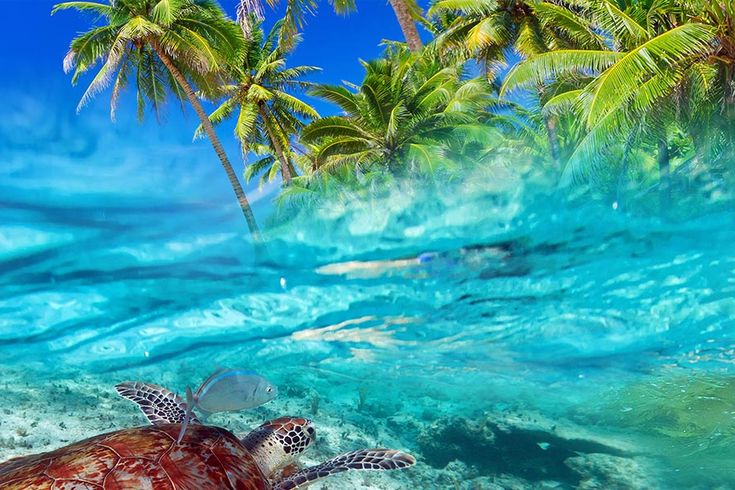 Schildkröte im Meer vor Isla Cozumel