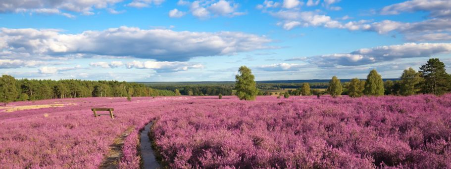 Lüneburger Heide