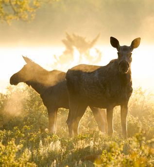 Zwei Elche in einer Landschaft bei Sonnenuntergang.