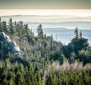 Blick auf eine wolkige Wetterlage im Wald vom Harz