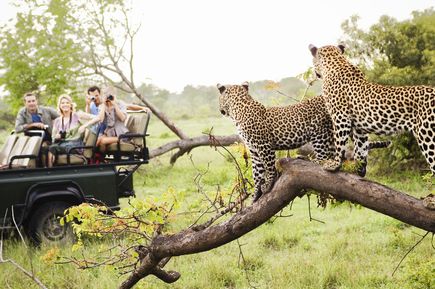 Leoparden gehören zu den sogenannten Big Five