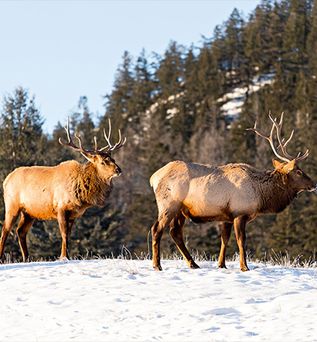 Zwei Wapitis in KAnada stehen im Schnee