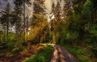Wanderweg im Thüringer Wald