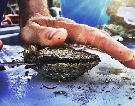 Hand beim Öffnen einer Auster