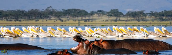 Flusspferde und Perlikane im Lake Naivasha national park