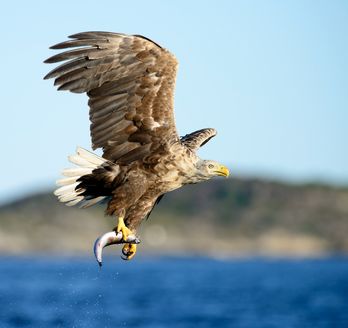 Ein Seeadler (oder Steinadler) mit ausgebreiteten Flügeln im Flug, dunkle Felsen im Hintergrund.