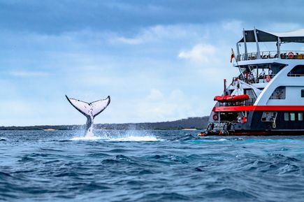 Schiff Hurtigruten und Walflosse beim Tauchen