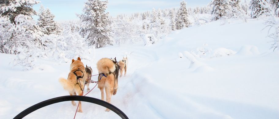 Mit Hundeschlitten durch die Schneelandschaft Lapplands