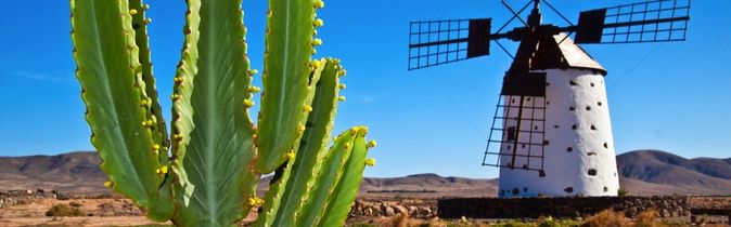 Fuerteventura Kaktus und Mühle