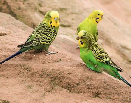 Wilde Wellensittiche in den West MacDonnell Ranges