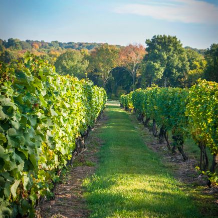 Weinreben auf Weinhügel im Herbst