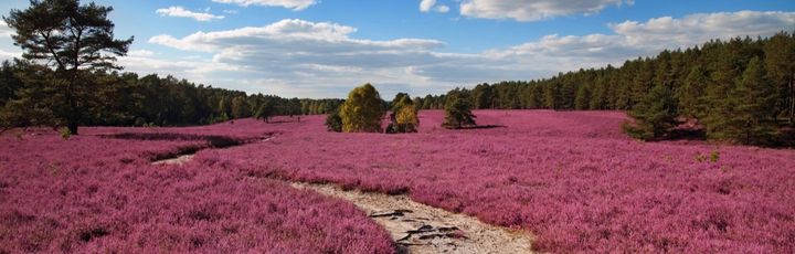 Lüneburger Heide