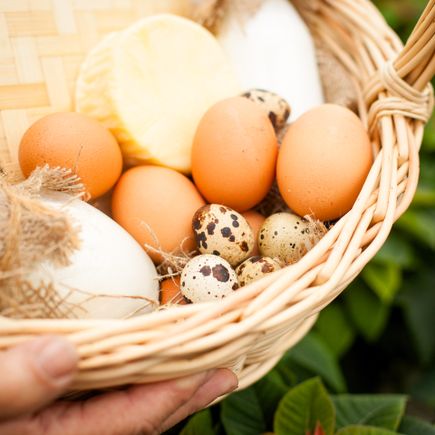 Familienurlaub Bauernhof Biohof Korb mit Eiern und Käse