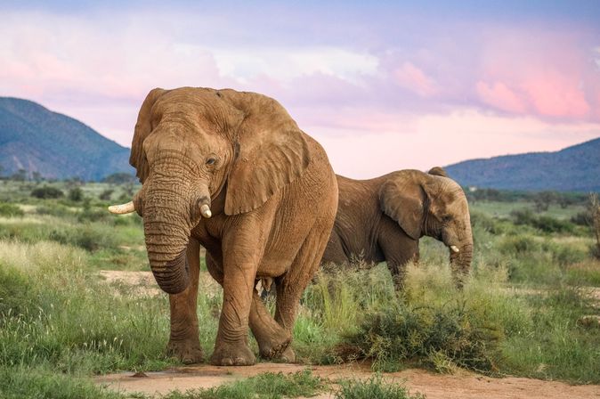 Elefant in NAmibia