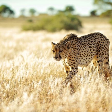 Cheetah