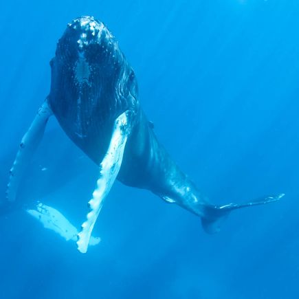 Auf Walbeobachtungstour begegnet man riesigen Buckelwalen 