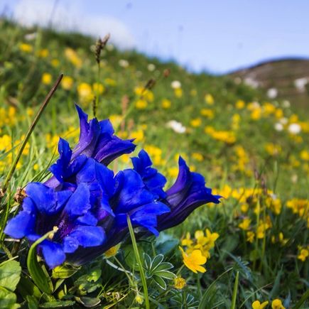 Enzian Blumen
