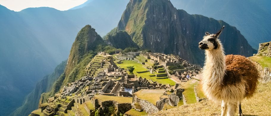 Machu Picchu Lama