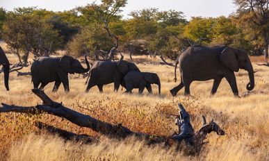Namibia, Botswana, Simbabwe – Auf den Spuren von David Livingstone