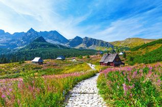 Landschaft mit Blüten und Hütten im Hintergrund Berge imGasienicowa-Tal im Tatra-Gebirge, Polen