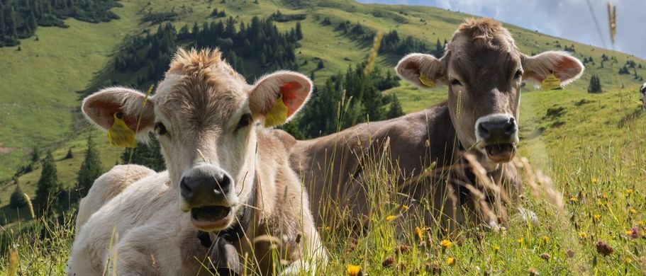 Rinderweide im Allgäu