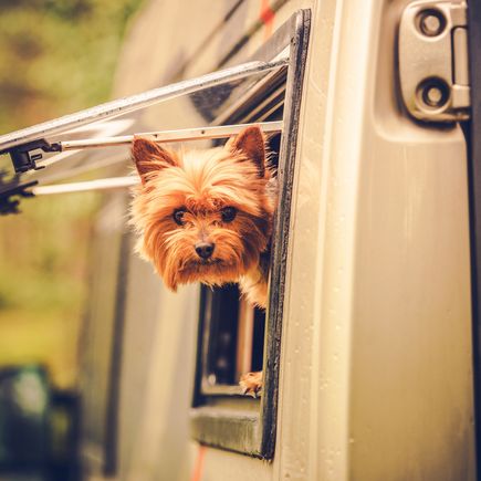 kleiner Hund schaut aus Wohnmobil