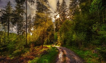 Wanderweg im Thüringer Wald