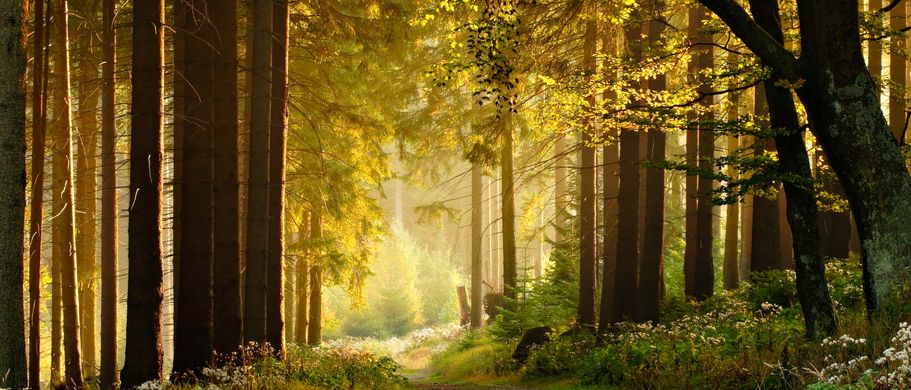 Sonnenstrahlen auf Waldlichtung