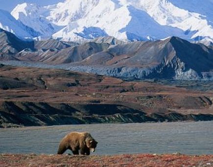 Alaska Bär