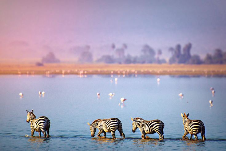 In Afrika laufen mehrere Zebras durch einen See