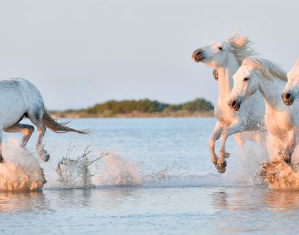 Eine Reihe von Skulpturen von Schafen, die aus einem Wasserloch trinken, mit einer Person im Hintergrund. Die Szene ist surreal und künstlerisch.