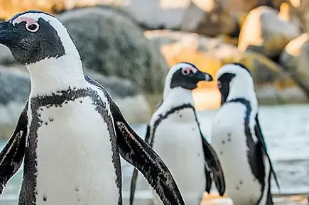 Pinguine Südafrika