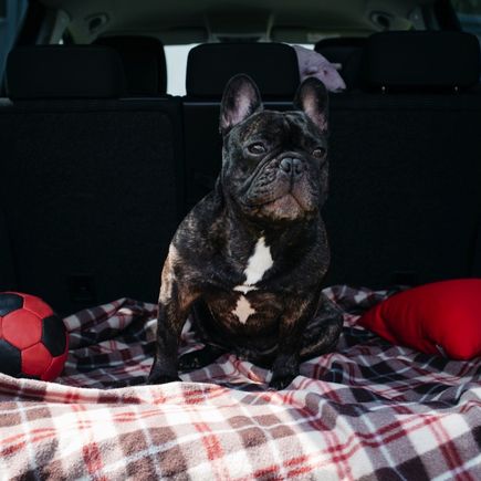 französische Bulldogge sitzend auf einer Decke im Kofferraum
