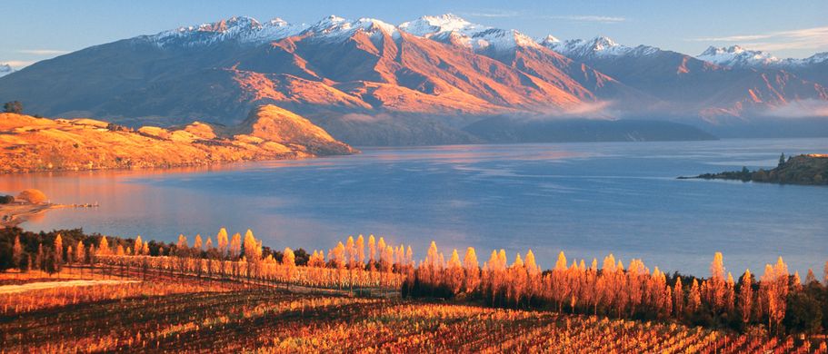 Camper Neuseeland Urlaub Reisen Weinberge am Lake Wanaka