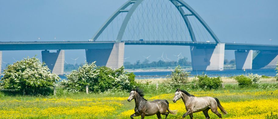 Urlaub an der Ostsee Fehmarn Pferde vor Fehmarnsundbrücke