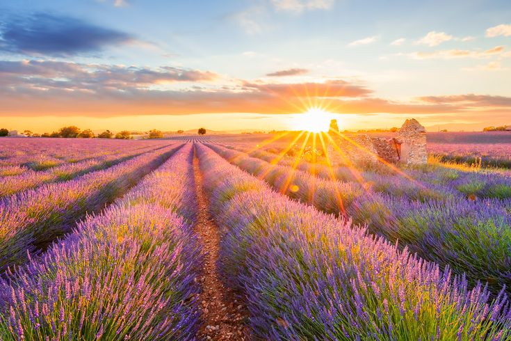 Provence Urlaub Ferienhaus Ferienwohnung Lavendelfeld