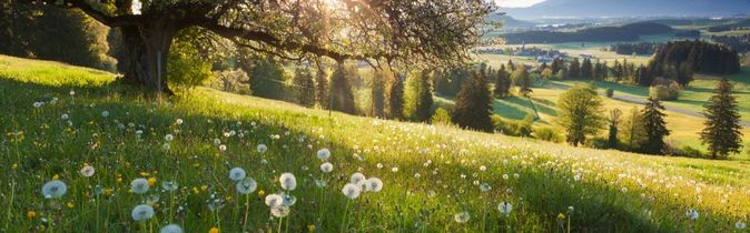 Blumenwiese 