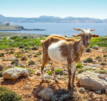 Ziege auf einer Felsanhöhe, dahinter das Meer.