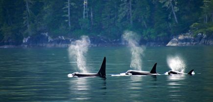 Blick auf die Rückenflossen dreier Orcas im Wasser. Dahinter Waldlandschaft.