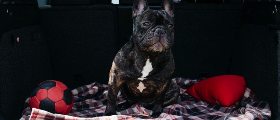 französchische Bulldogge sitzend auf einer Decke im Kofferraum