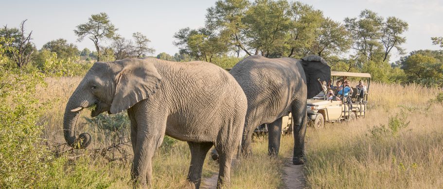 Dickhäutige Wegelagerer geben dem Addo Elephant Park seinen Namen