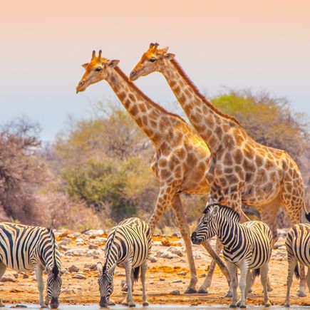 Eine artenreiche Tierwelt erleben Reisende in Namibias Nationalparks