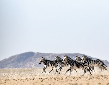 Herde Zebras