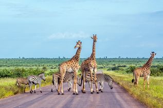Giraffe und Zebra in Kruger National park, Südafrika