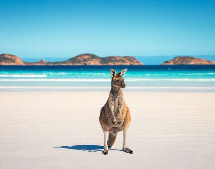 Känguru in Australien am Strand