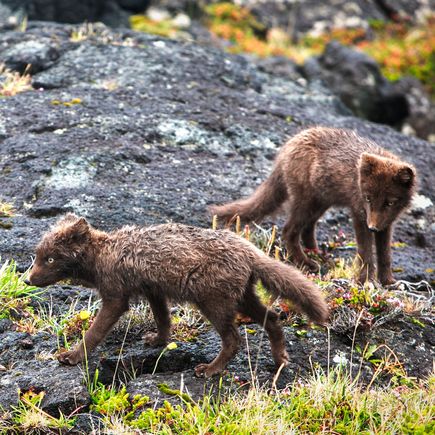 Polarfuchs Natur