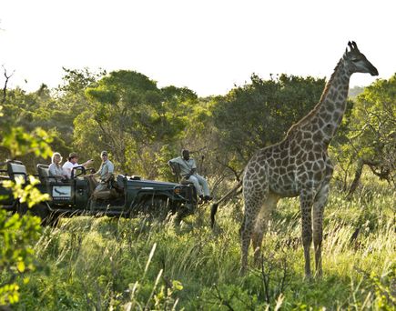 Giraffe in der NAtur