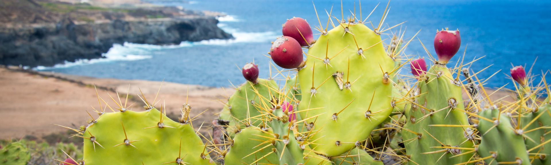 Kaktus Gran Canaria