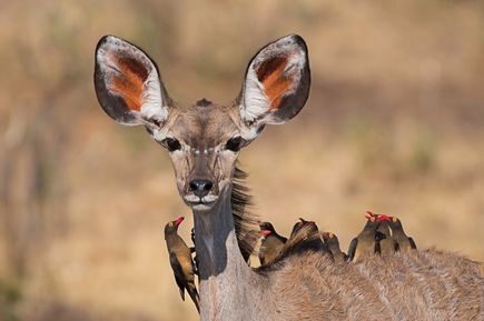 Kudu mit Oxpeckers