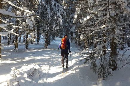 feldberg, wald, schnee, winter, langlauf, loipe